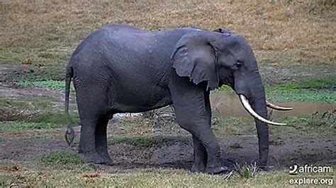 mzansi webcam|Live Streaming Webcams in KwaZulu.